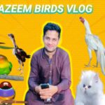 Azeem Aseel &  Birds Sale Point  Whatsapp Group Link Join